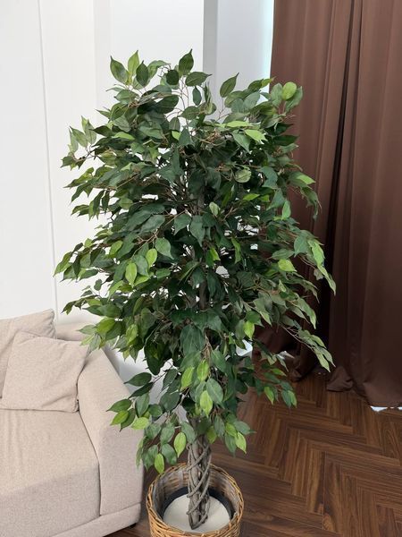 Плетений фікус 2 м 0301 фото