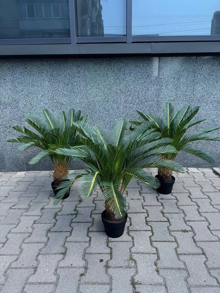 Цикас в стандартному горщику 0103 фото