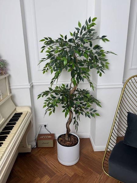 Фікус Нітіда 160 см 0036 фото