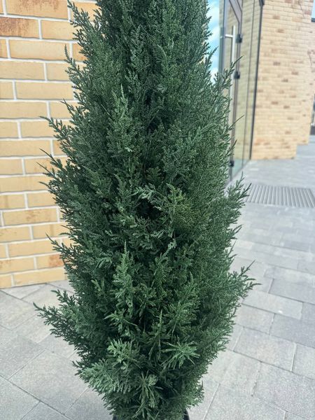 Штучна туя в горщику 150 см 0037 фото
