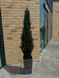 Штучна туя в горщику 165 см 0040 фото 1