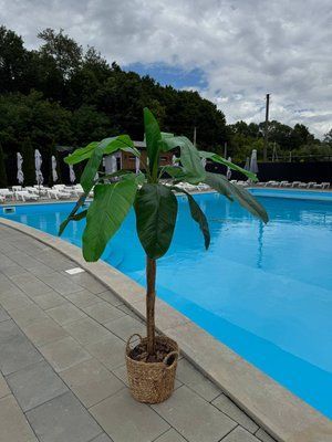 Бананове дерево на 1 стовбур в плетеному горщику 175 см 0070 фото